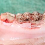 Weichgewebemanagement an Zahn und Implantat – Hands-on-Kurs