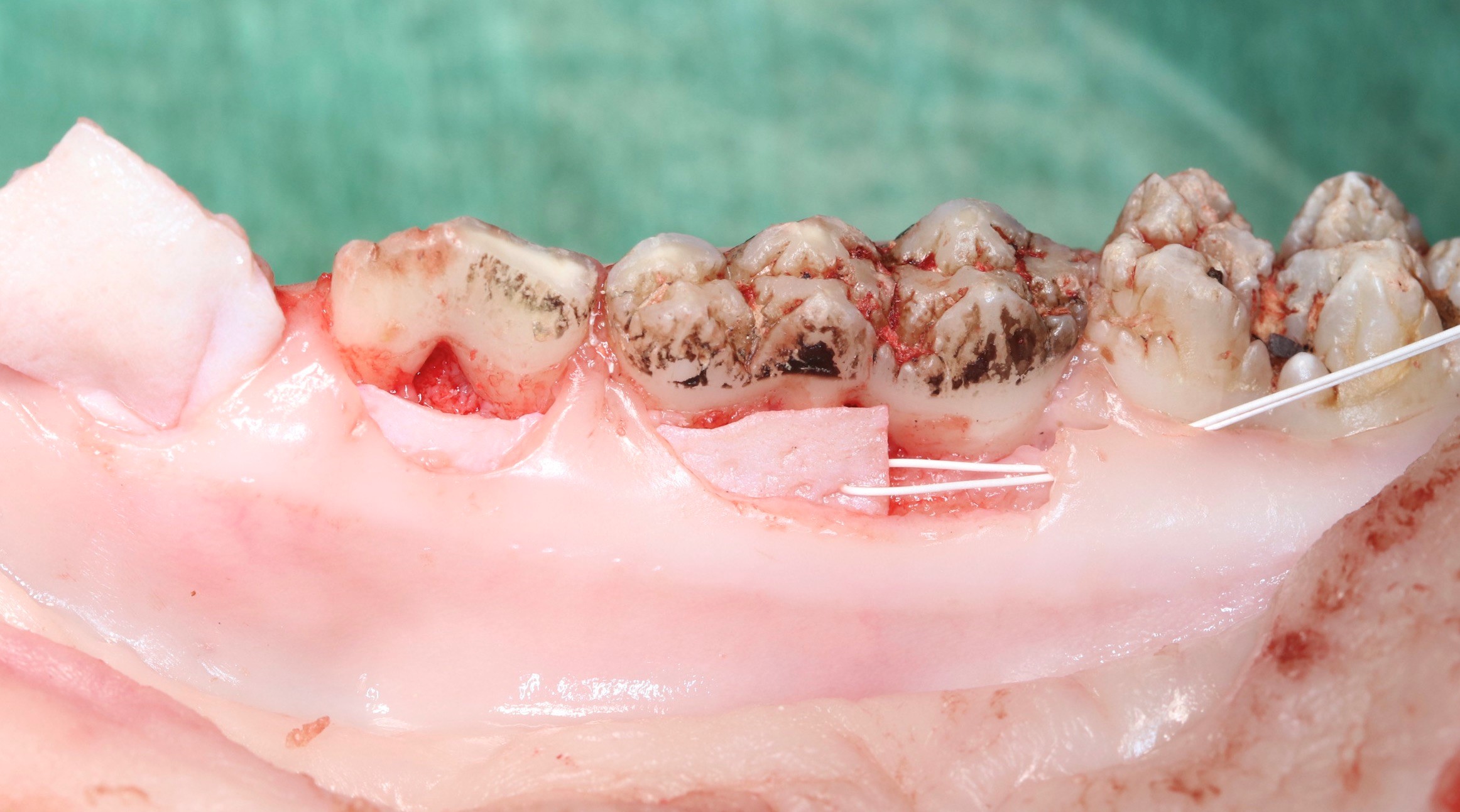 Weichgewebemanagement an Zahn und Implantat – Hands-on-Kurs