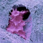 DGI Spezial 2025 interdisziplinär: Orale Hart- und Weichgewebe reparieren und regenerieren